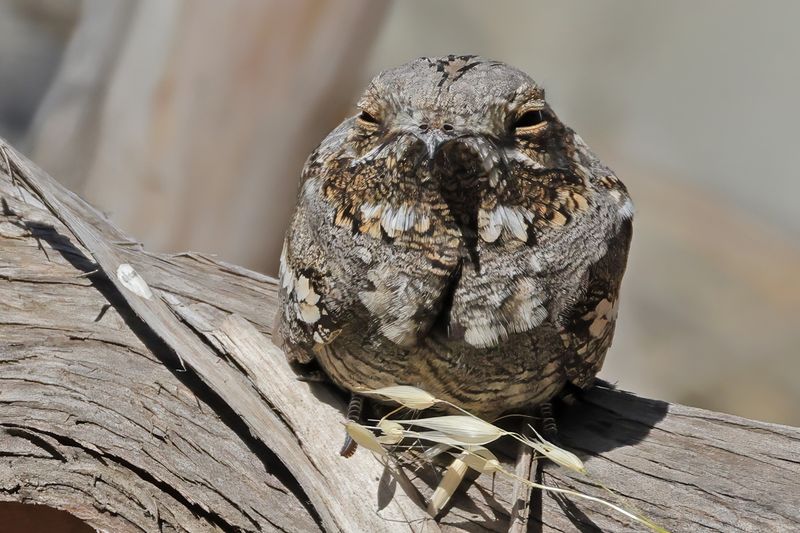 European nightjar (Caprimulgus europaeus)