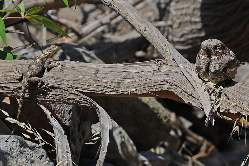 European nightjar (Caprimulgus europaeus)