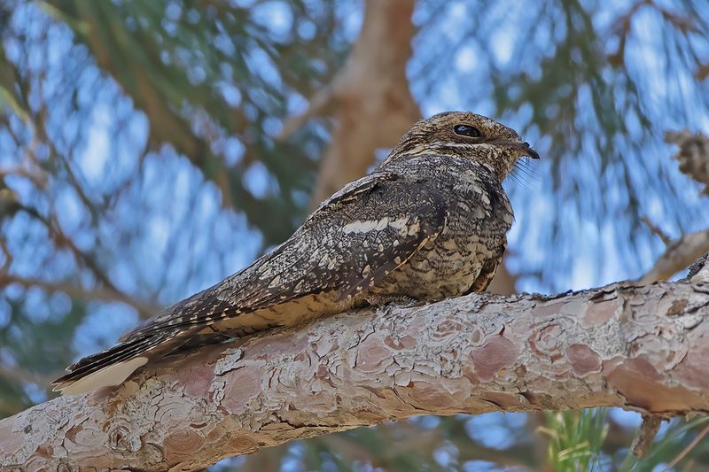 Gallery European nightjar 