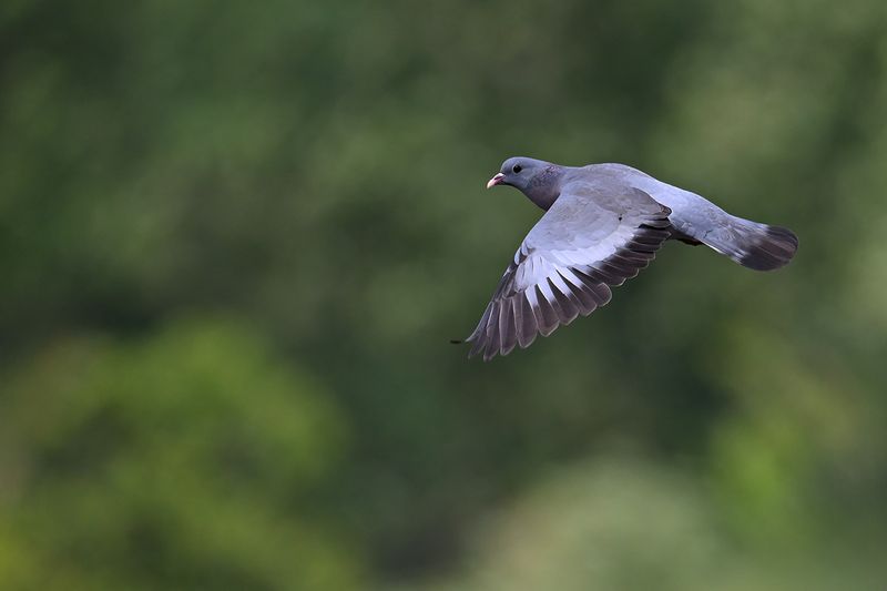 Stock Dove (Columba oenas)