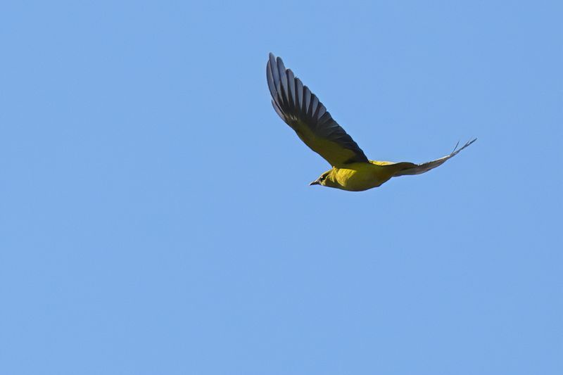 Eurasian Golden Oriole (Oriolus oriolus)