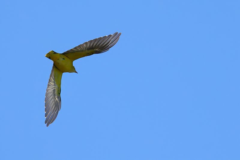 Eurasian Golden Oriole (Oriolus oriolus)