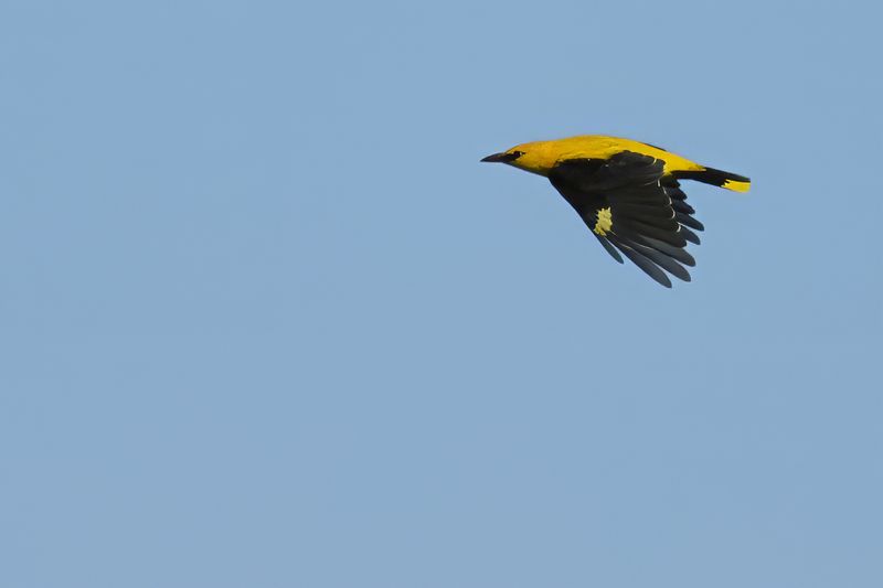 Eurasian Golden Oriole (Oriolus oriolus)