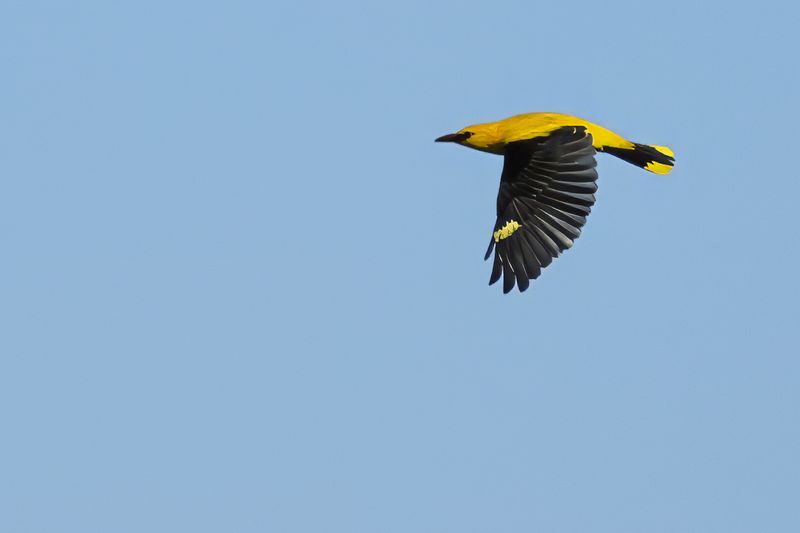 Eurasian Golden Oriole (Oriolus oriolus)