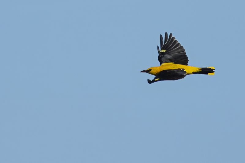 Eurasian Golden Oriole (Oriolus oriolus)