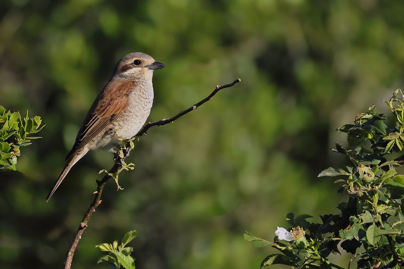 Red-backed Shrike (Lanius collurio)