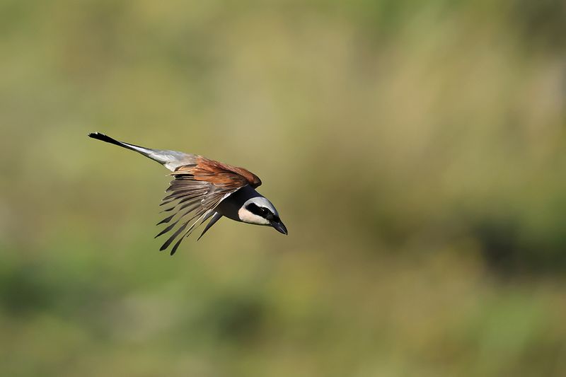 Red-backed Shrike (Lanius collurio)