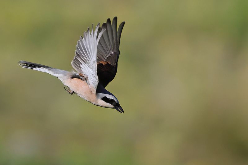 Red-backed Shrike (Lanius collurio)