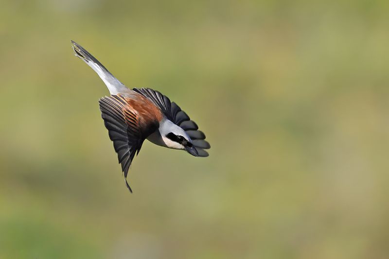 Gallery Red-backed Shrike