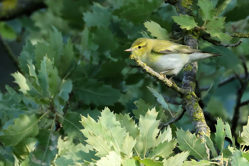 Wood Warbler (Phylloscopus sibilatrix)