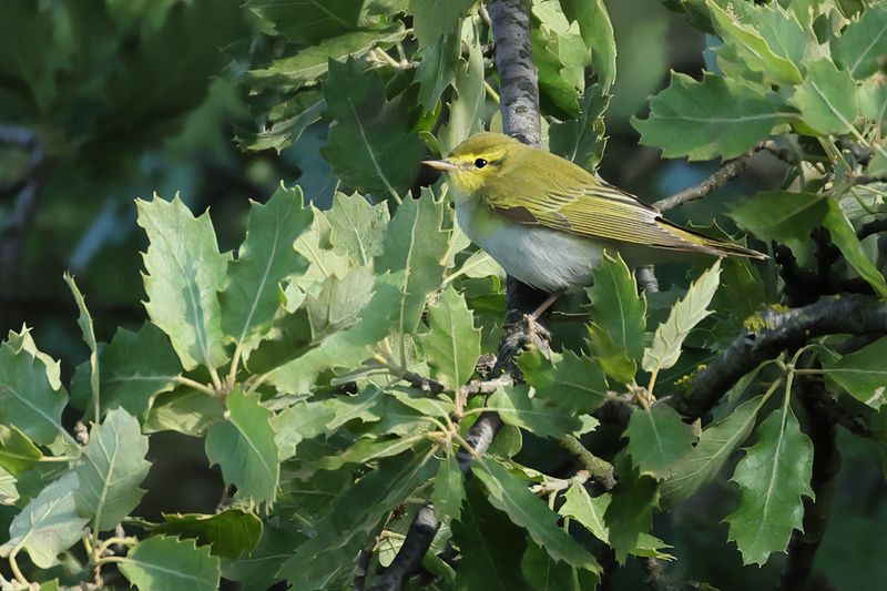 Wood Warbler (Phylloscopus sibilatrix)