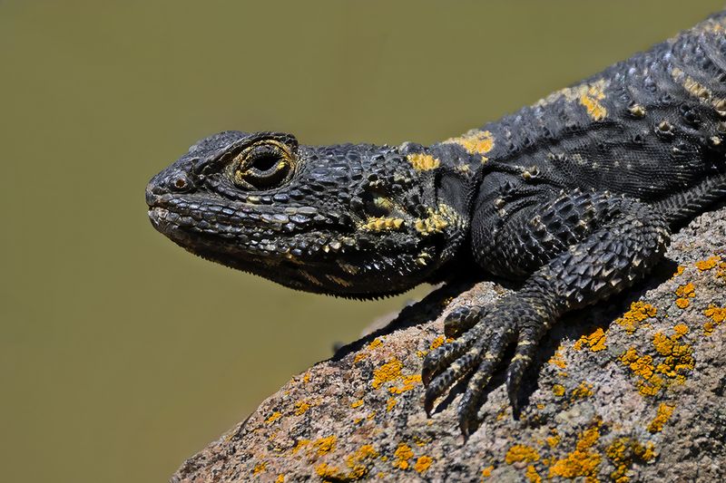 Gallery Starred Agama