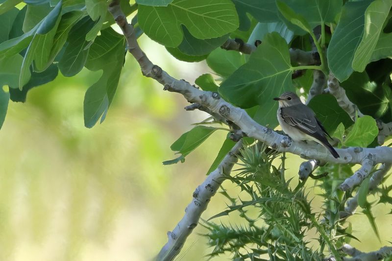 Spotted Flycatcher (Muscicapa striata)