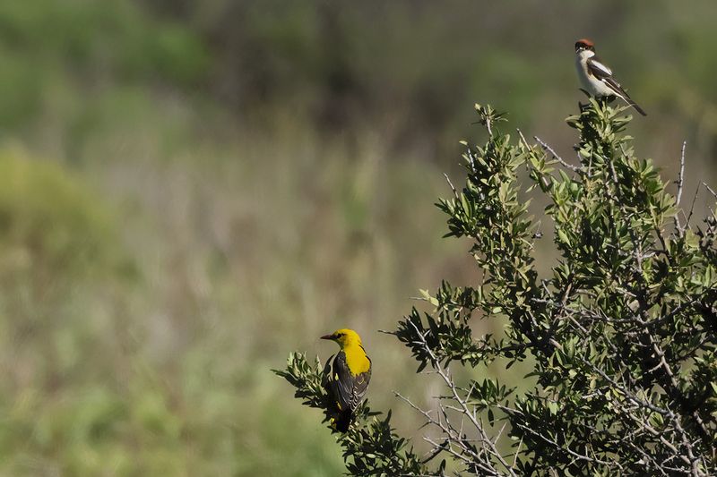 Eurasian Golden Oriole (Oriolus oriolus)	