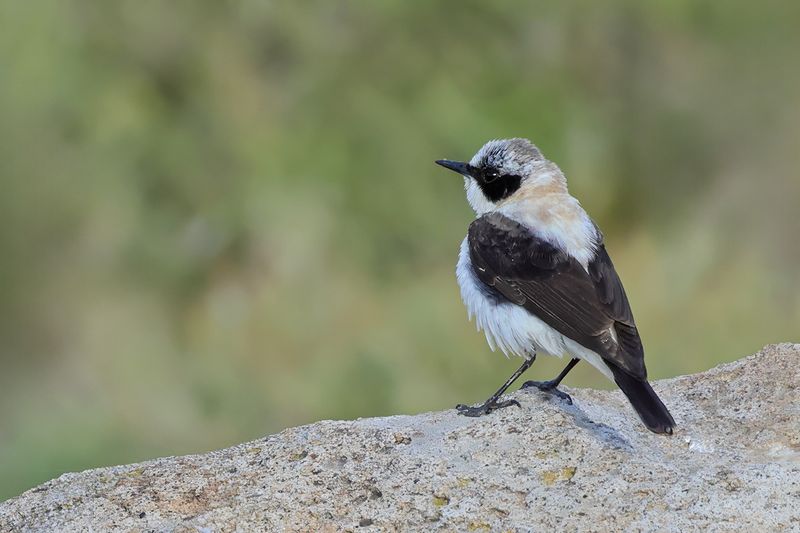 Eastern Black-eared Wheatear (Oenanthe melanoleuca)