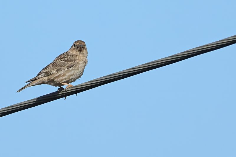 Rock Sparrow (Petronia petronia)