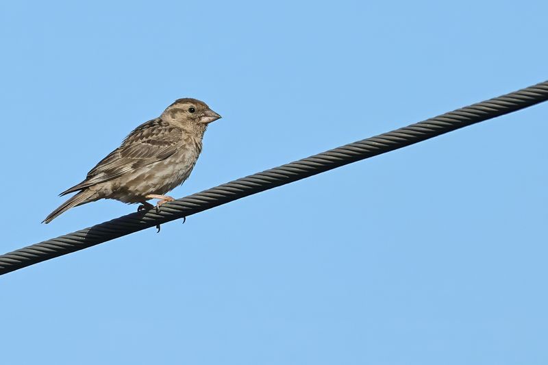 Rock Sparrow (Petronia petronia)