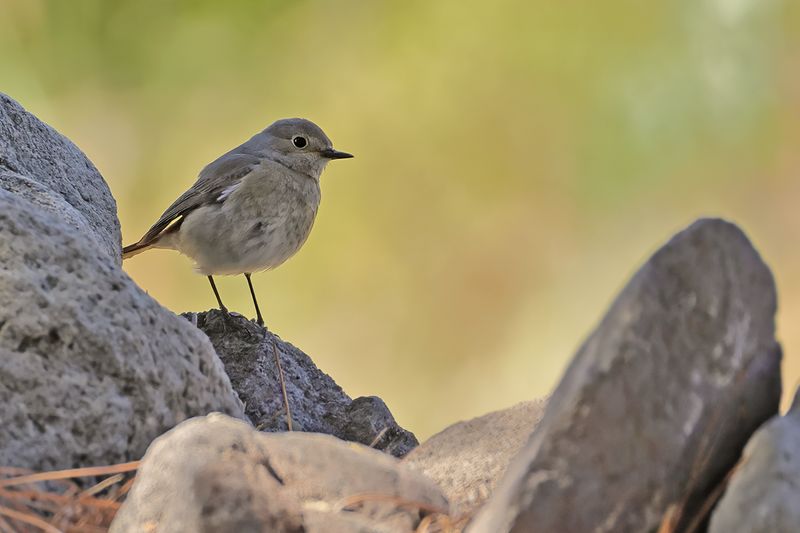 Common Redstart (Phoenicurus phoenicurus)