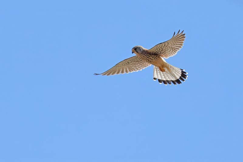 Lesser Kestrel (Falco naumanni)