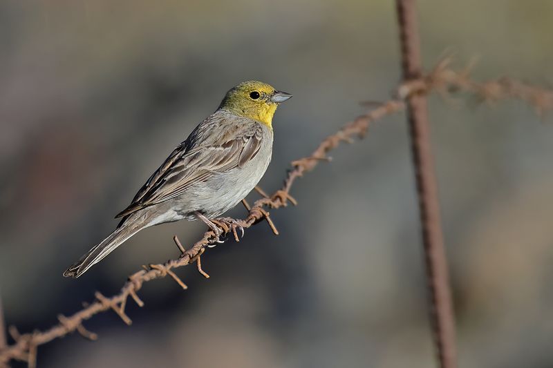 Cinereous Bunting (Emberiza cineracea)