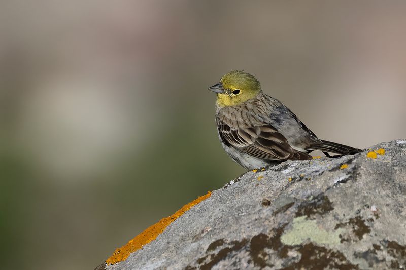 Cinereous Bunting (Emberiza cineracea)