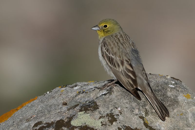 Cinereous Bunting (Emberiza cineracea)