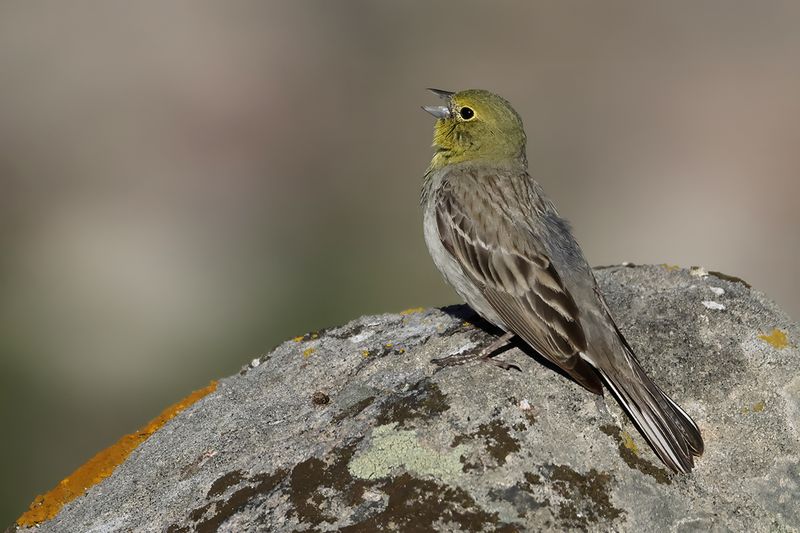 Cinereous Bunting (Emberiza cineracea)