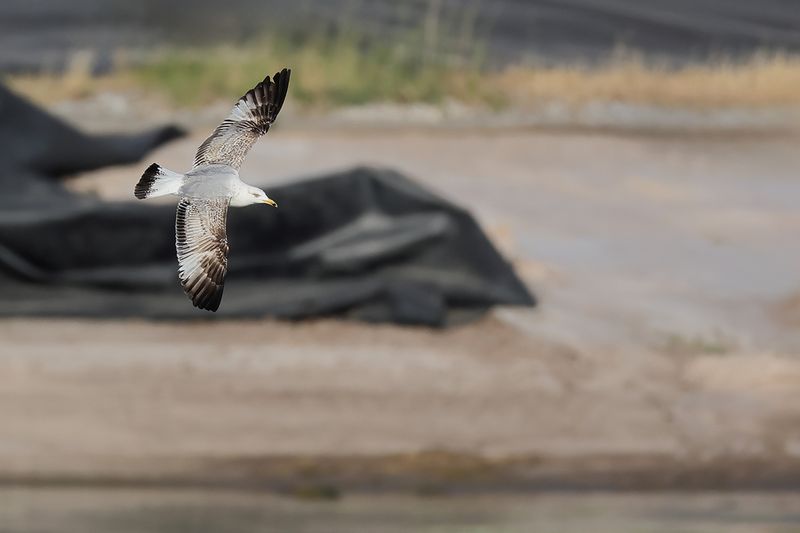 Yellow-legged Gull - (Larus michahellis ssp. michahellis)