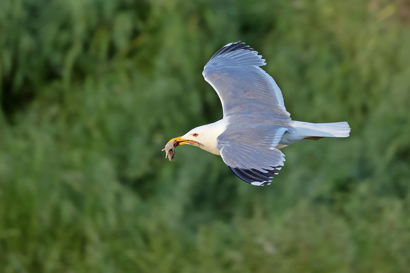 Yellow-legged Gull - (Larus michahellis ssp. michahellis)