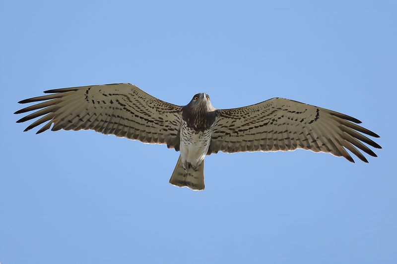 Short-toed Eagle (Circaetus gallicus)