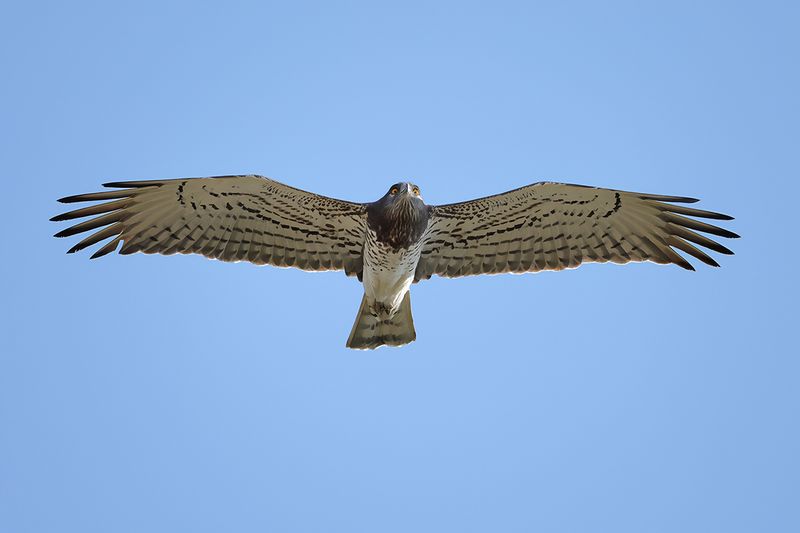 Short-toed Eagle (Circaetus gallicus)