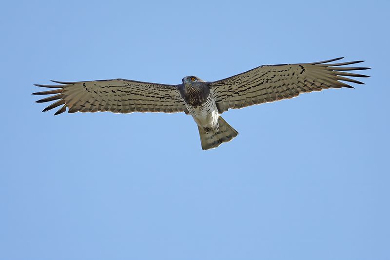 Short-toed Eagle (Circaetus gallicus)