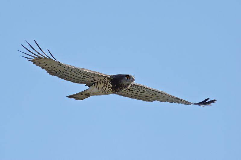 Short-toed Eagle (Circaetus gallicus)