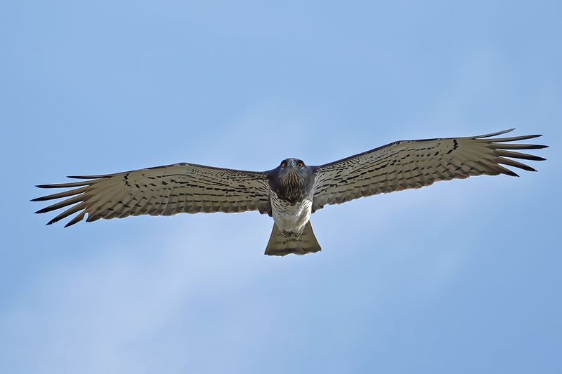 Short-toed Eagle (Circaetus gallicus)