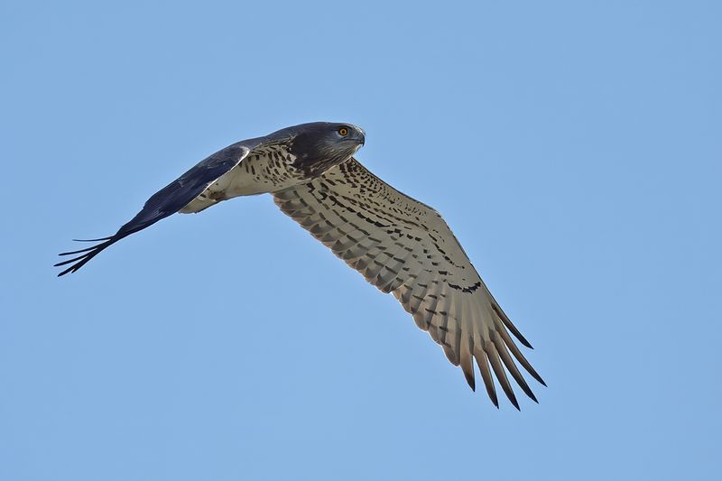 Short-toed Eagle (Circaetus gallicus)