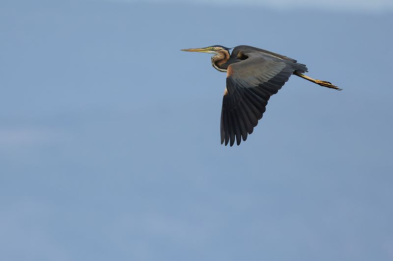 Purple Heron (Ardea purpurea)