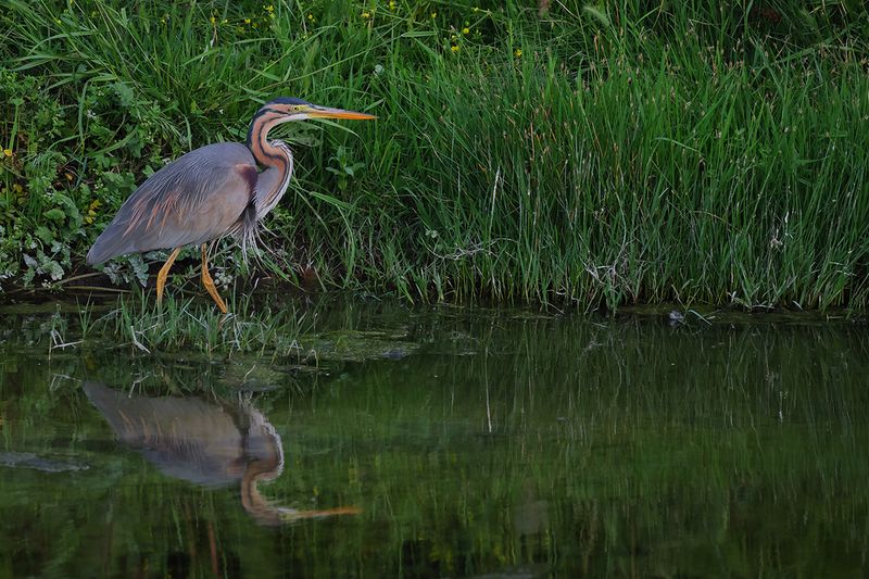 Purple Heron (Ardea purpurea)