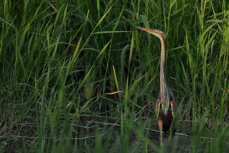 Purple Heron (Ardea purpurea)