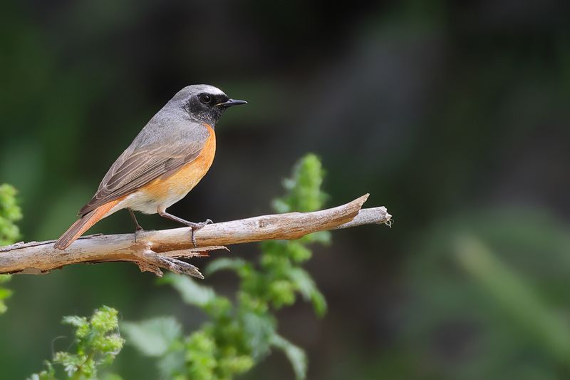 Common Redstart (Phoenicurus phoenicurus)	