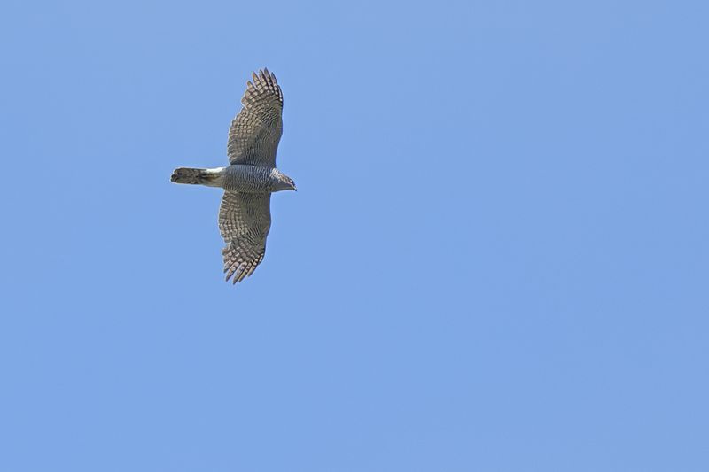 Northern Goshawk (Astur gentilis)