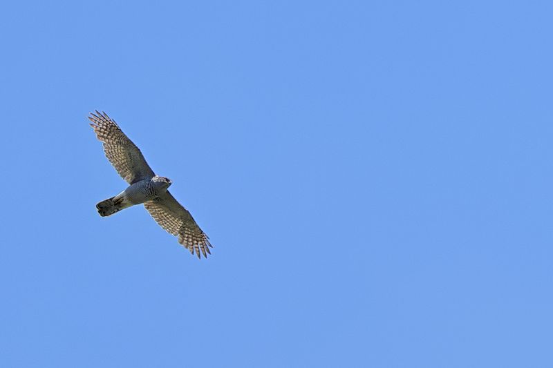 Northern Goshawk (Astur gentilis)