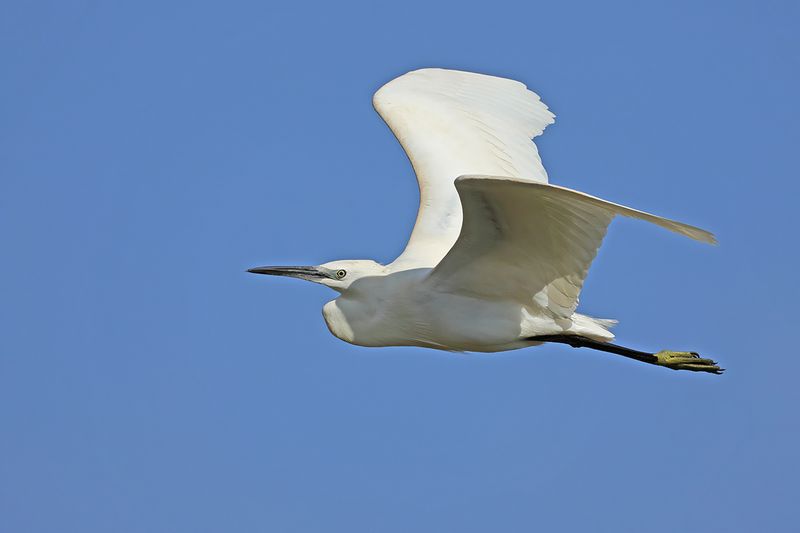 Little Egret (Egreta garzetta)