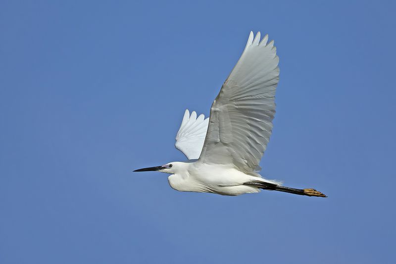 Little Egret (Egreta garzetta)