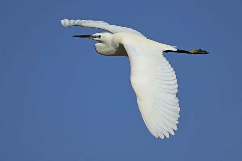 Little Egret (Egreta garzetta)