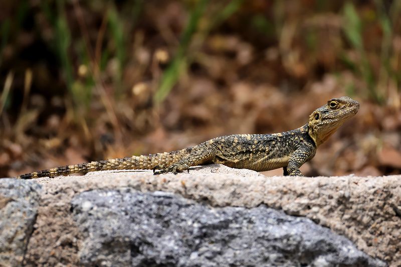 Starred Agama -Laudakia stellio