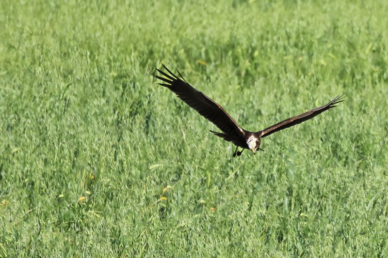 Western Marsh Harrier (Circus aeruginosus)