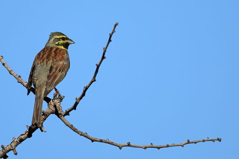 Cirl Bunting - Emberiza cirlus