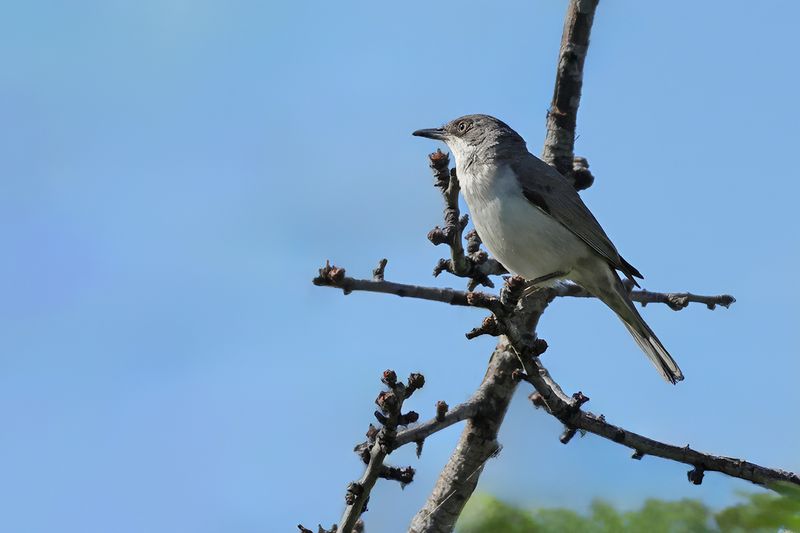 Eastern Orphean Warbler (Sylvia crassirostris)