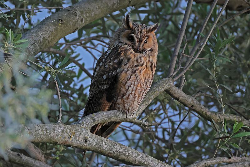 Long-eared Owl - Asio otus