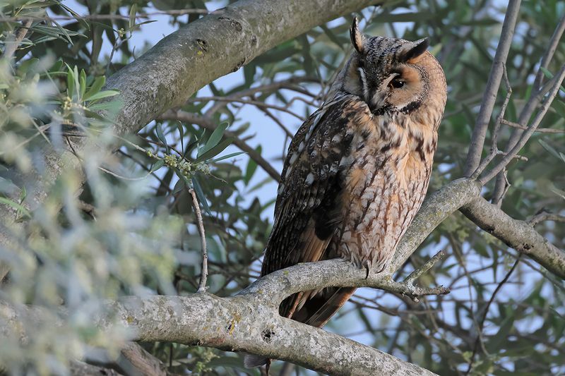 Long-eared Owl - Asio otus
